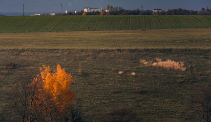 Fading nature in autumn plants
