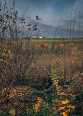 Fading nature in autumn plants