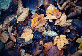 Autumn background with yellowed leaves