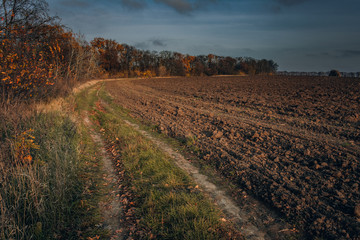 Fading nature in autumn plants