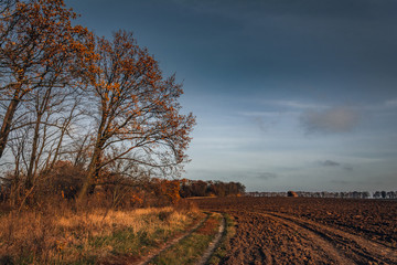Fading nature in autumn plants