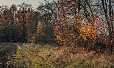 Fading nature in autumn plants