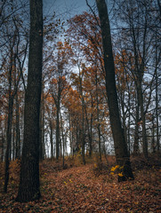 Fading nature in autumn plants