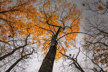 Fading nature in autumn plants