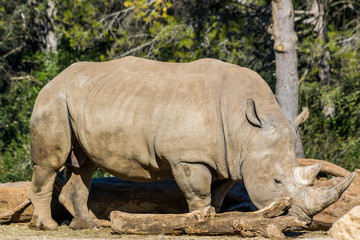 Obraz premium Rhinocéros Blanc.