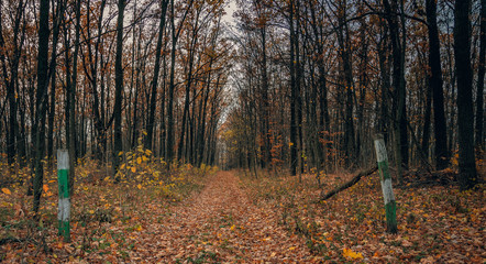Fading nature in autumn plants