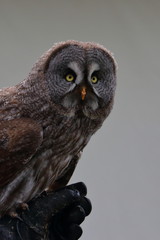 great grey owl