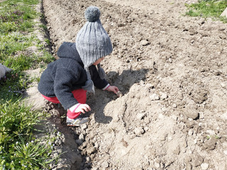 Little girl helping to plant potatoes in the village, mom with baby on the field. 2019