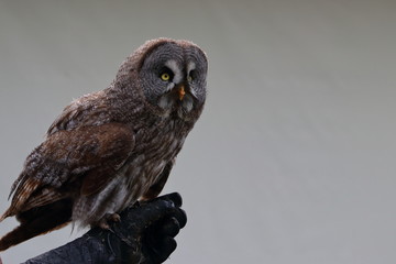 great grey owl