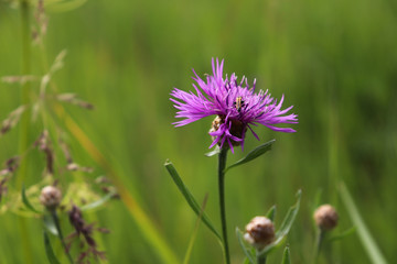 Purple flower close-up on a green background.