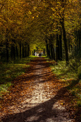 Couple walking in autumn park