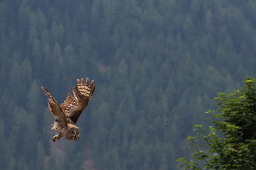 great grey owl