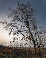 Fading nature in autumn plants