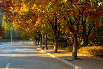 Fototapeta na wymiar Beautiful scene i the Park during Autumn in Seoul, South Korea.