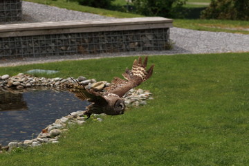 great grey owl