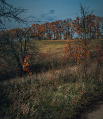 Fading nature in autumn plants