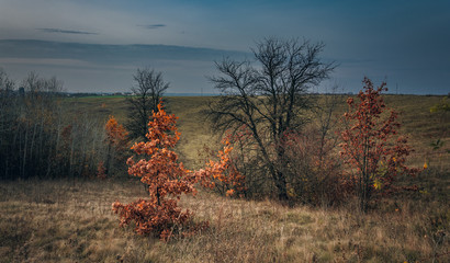 Fading nature in autumn plants