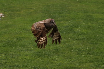 great grey owl