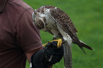 lanner falcon