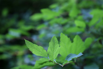 Deep green background with leaves