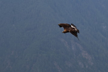 golden eagle