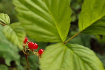 Berries Rubus saxatilis in green foliage.