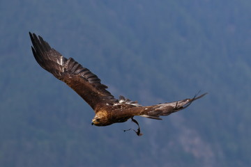golden eagle