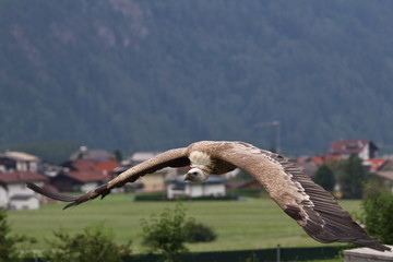 Obraz premium griffon vulture