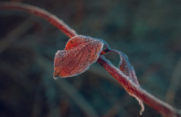 Fading nature in autumn plants