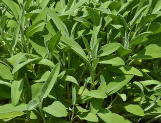 Salbei im Kraeuterbeet