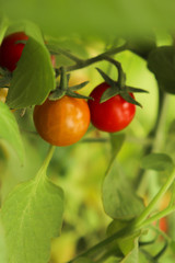 Cherry tomatoes on a branch of red and orange on a green background.