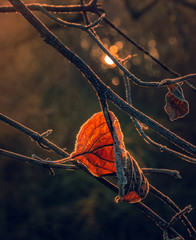 Fading nature in autumn plants