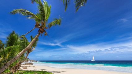 Paradise tropical beach. Coconut palm trees on white sunny beach and Caribbean sea. 