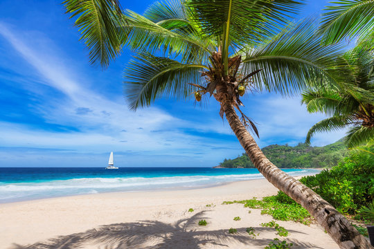 Sandy beach with coconut palm trees and a sailing boat in the turquoise sea on Paradise island.	