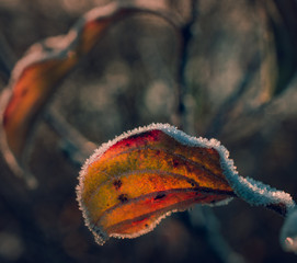 Fading nature in autumn plants
