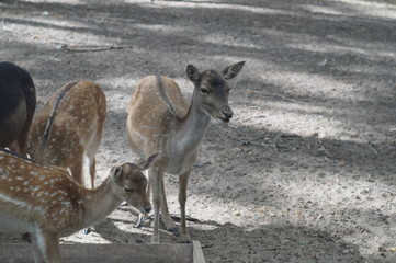 Young deer stand in the park near the trough with food