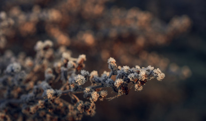 Fading nature in autumn plants