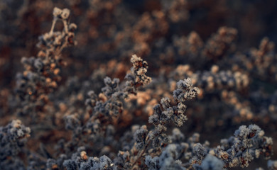 Fading nature in autumn plants