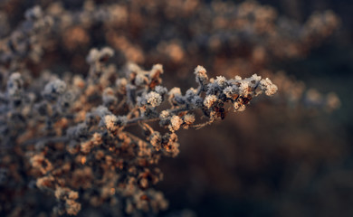 Fading nature in autumn plants