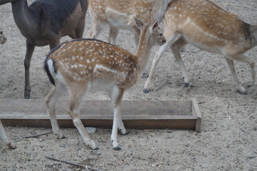 Young deer stand in the park near the trough with food