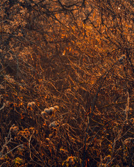 Fading nature in autumn plants
