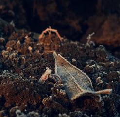 Fading nature in autumn plants