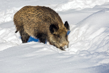 Wild boar in february snow