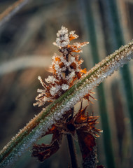Fading nature in autumn plants