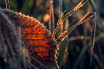 Fading nature in autumn plants