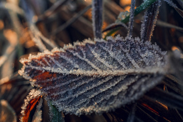 Fading nature in autumn plants