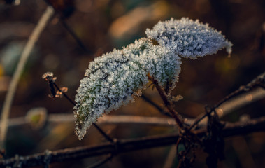Fading nature in autumn plants