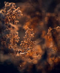 Fading nature in autumn plants