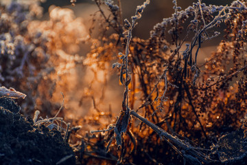 Fading nature in autumn plants