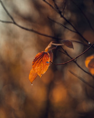 Fading nature in autumn plants